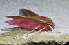 Deilephila elpenor